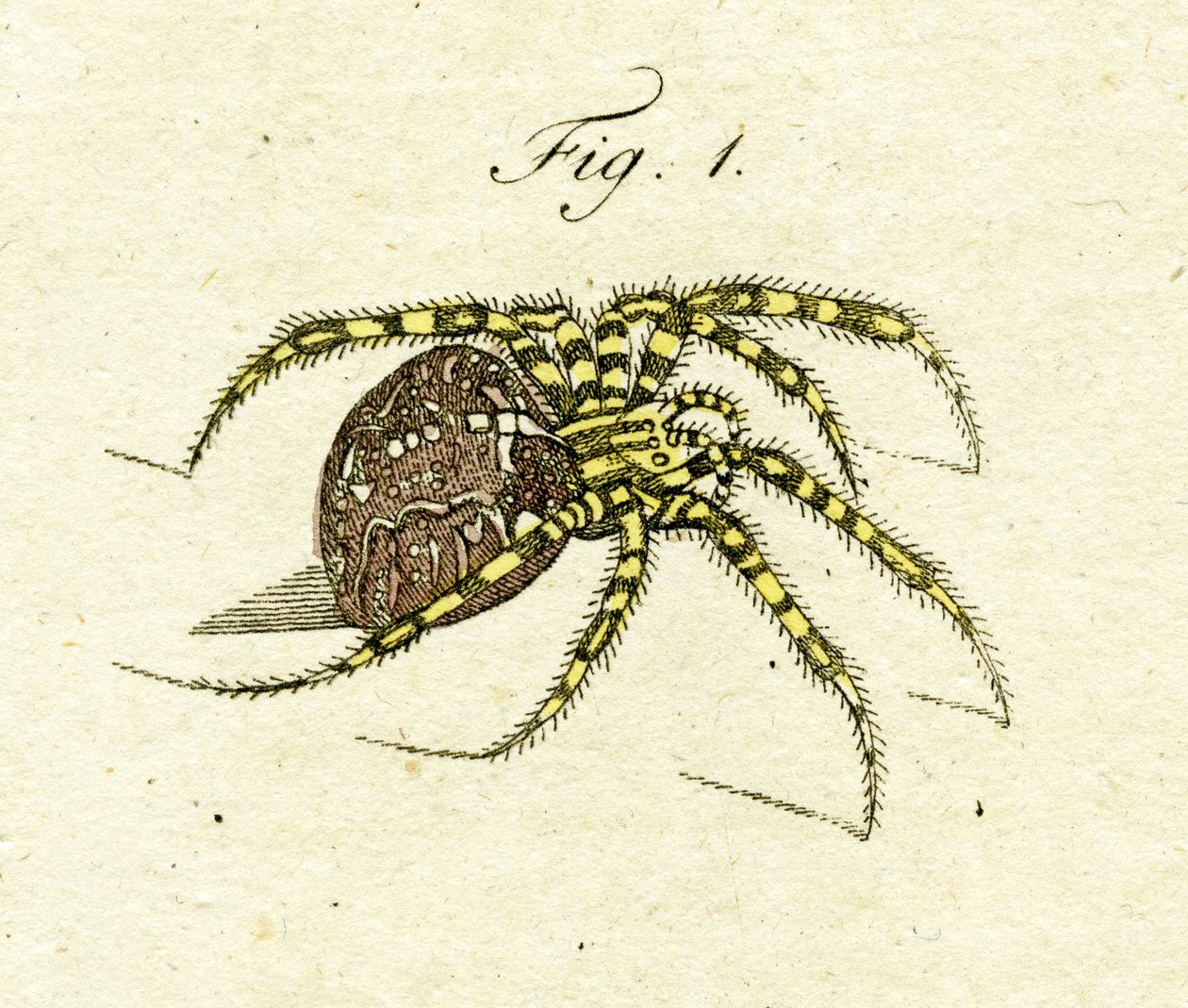 クモのイラスト、1790年（手描きの彫刻）